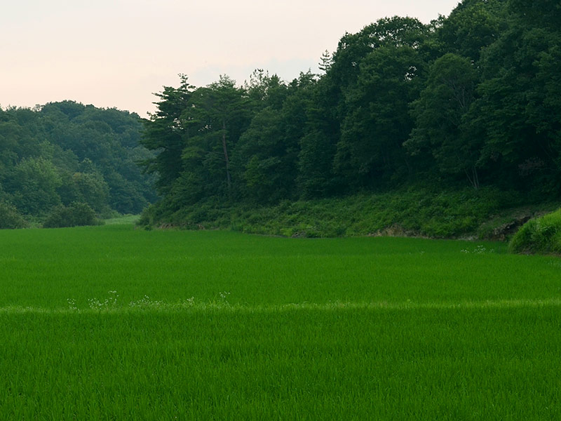 tatsuriki yamadanishiki rice