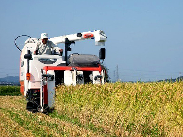 Rice harvest