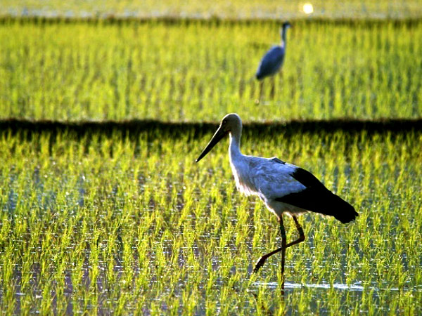 Storks thriving with environment friendly agriculture